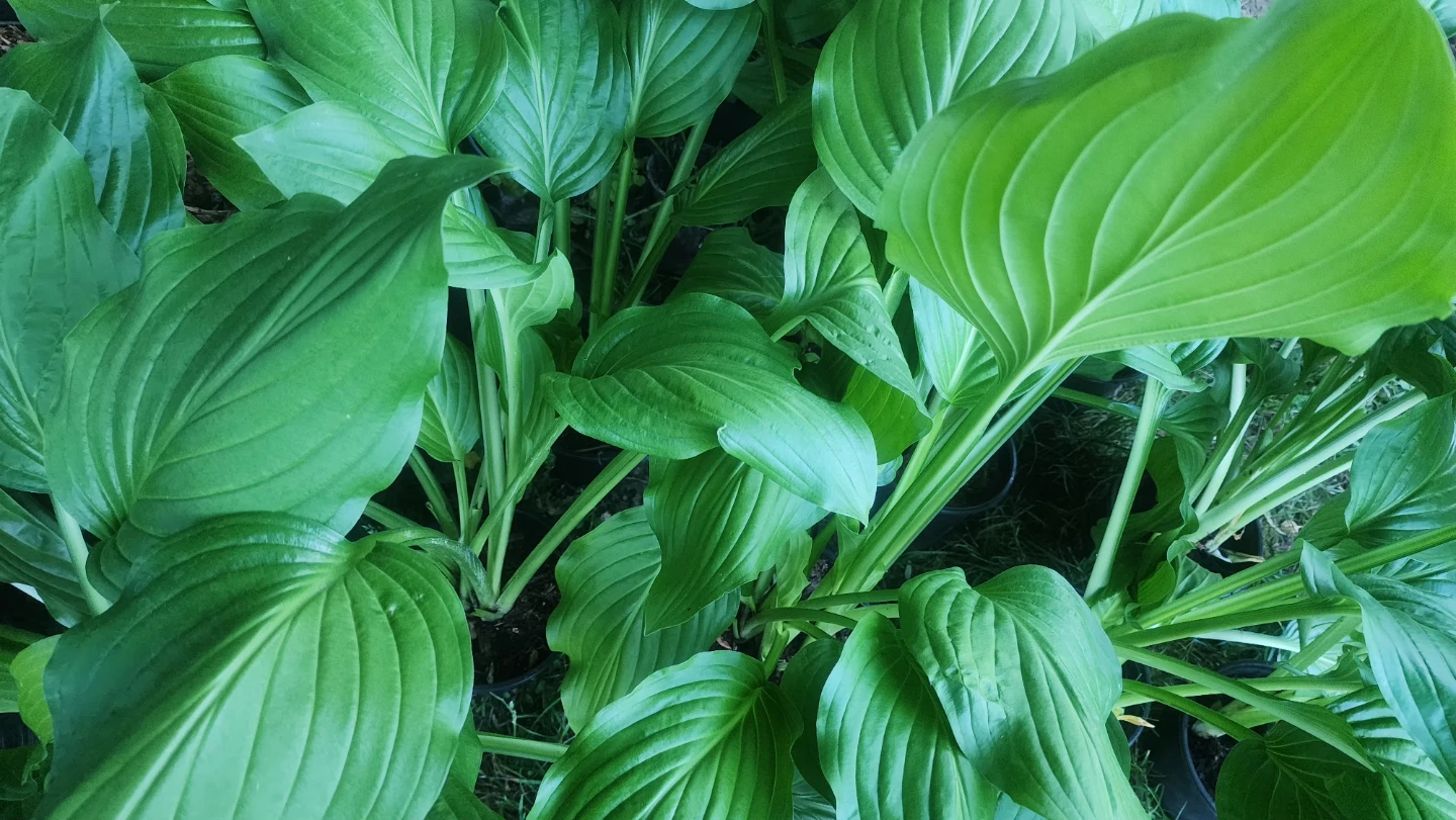 Healthy Hosta Plants in Pots - photo 5