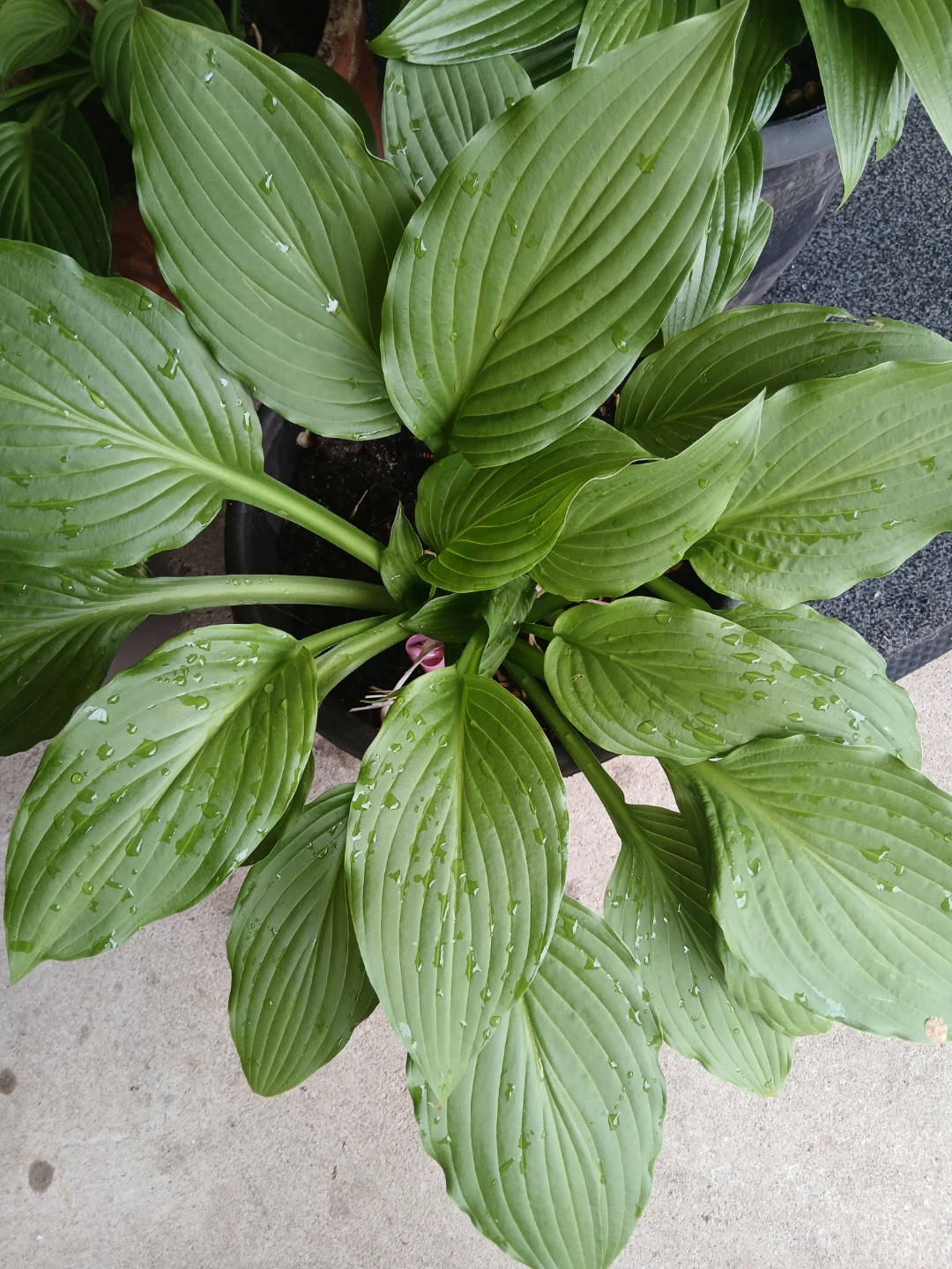 Hosta Plant $ 10 each or 6 for $50 - photo 4