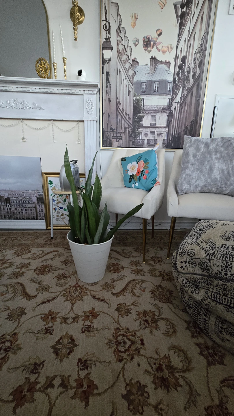 Snake Plant in White Pot - photo 2