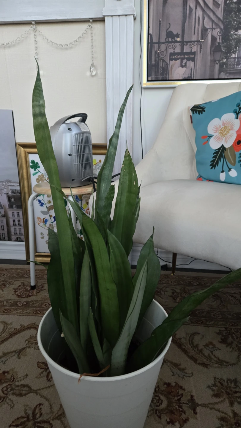 Snake Plant in White Pot - photo 3