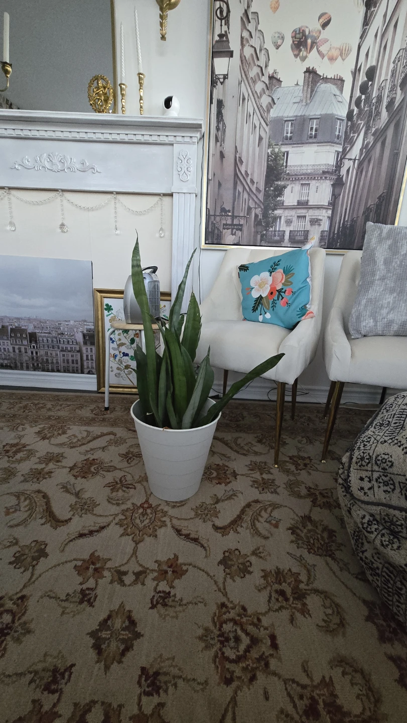 Snake Plant in White Pot - photo 5