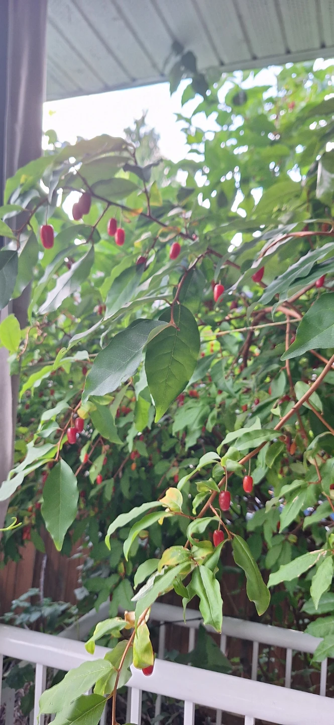 Live Goumi Berry Bush with Red Fruit