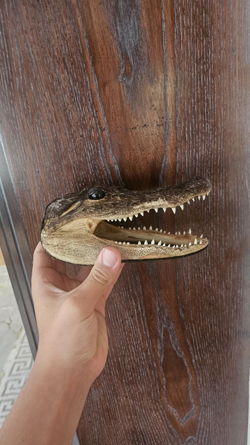 Alligator Head Taxidermy