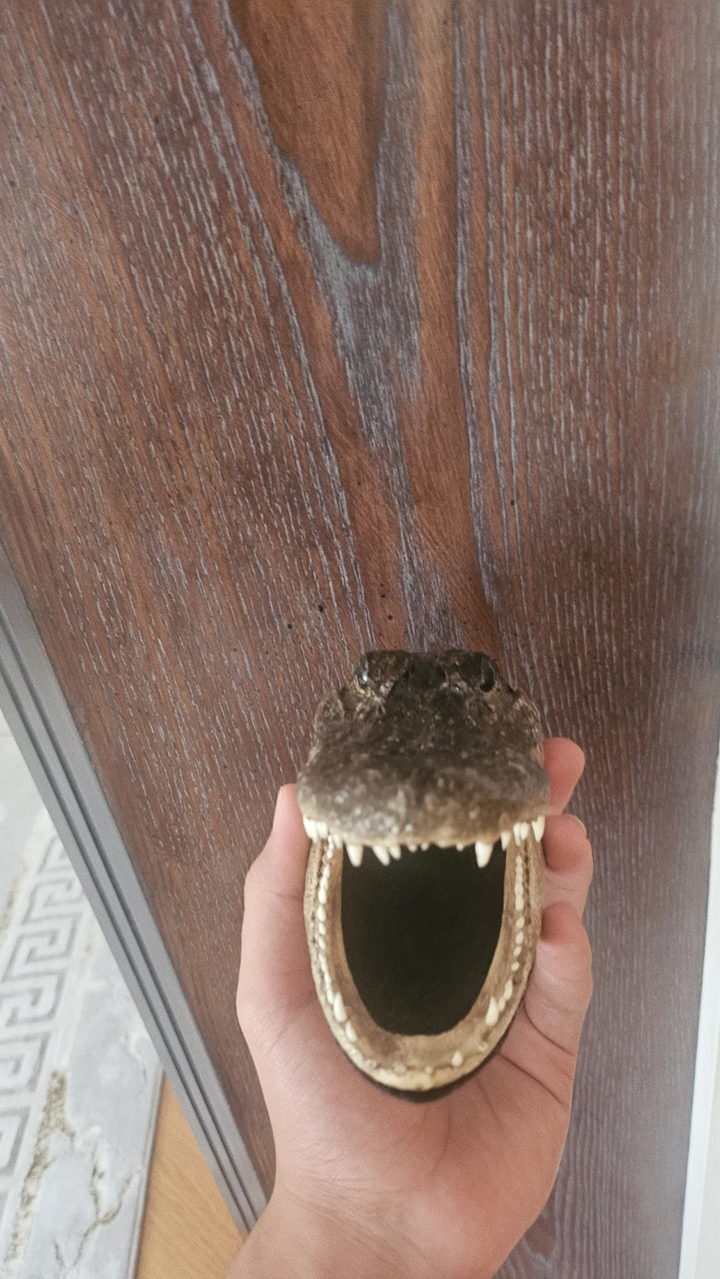 Alligator Head Taxidermy - photo 2