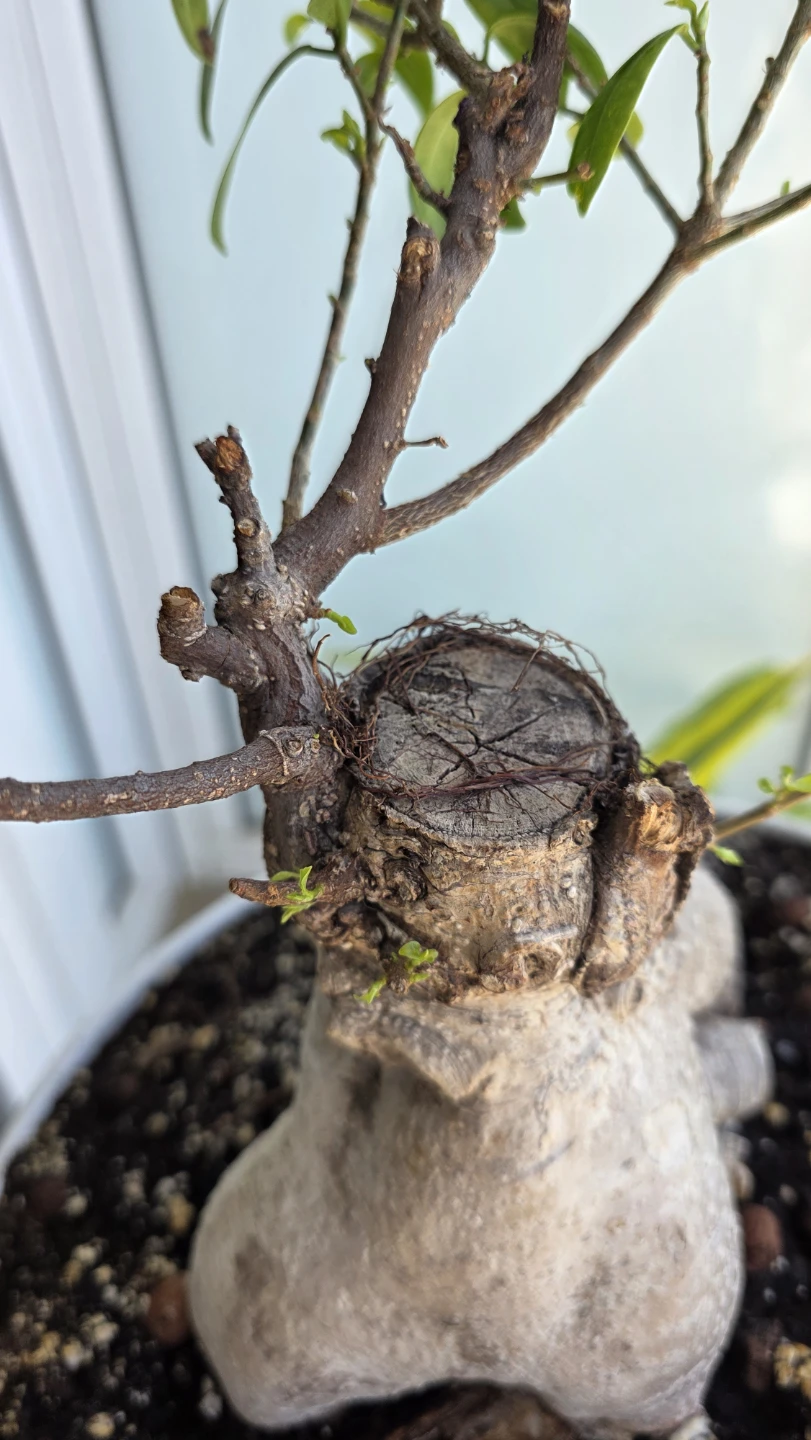 MOVING SALE- Bonsai Tree Plant - photo 3