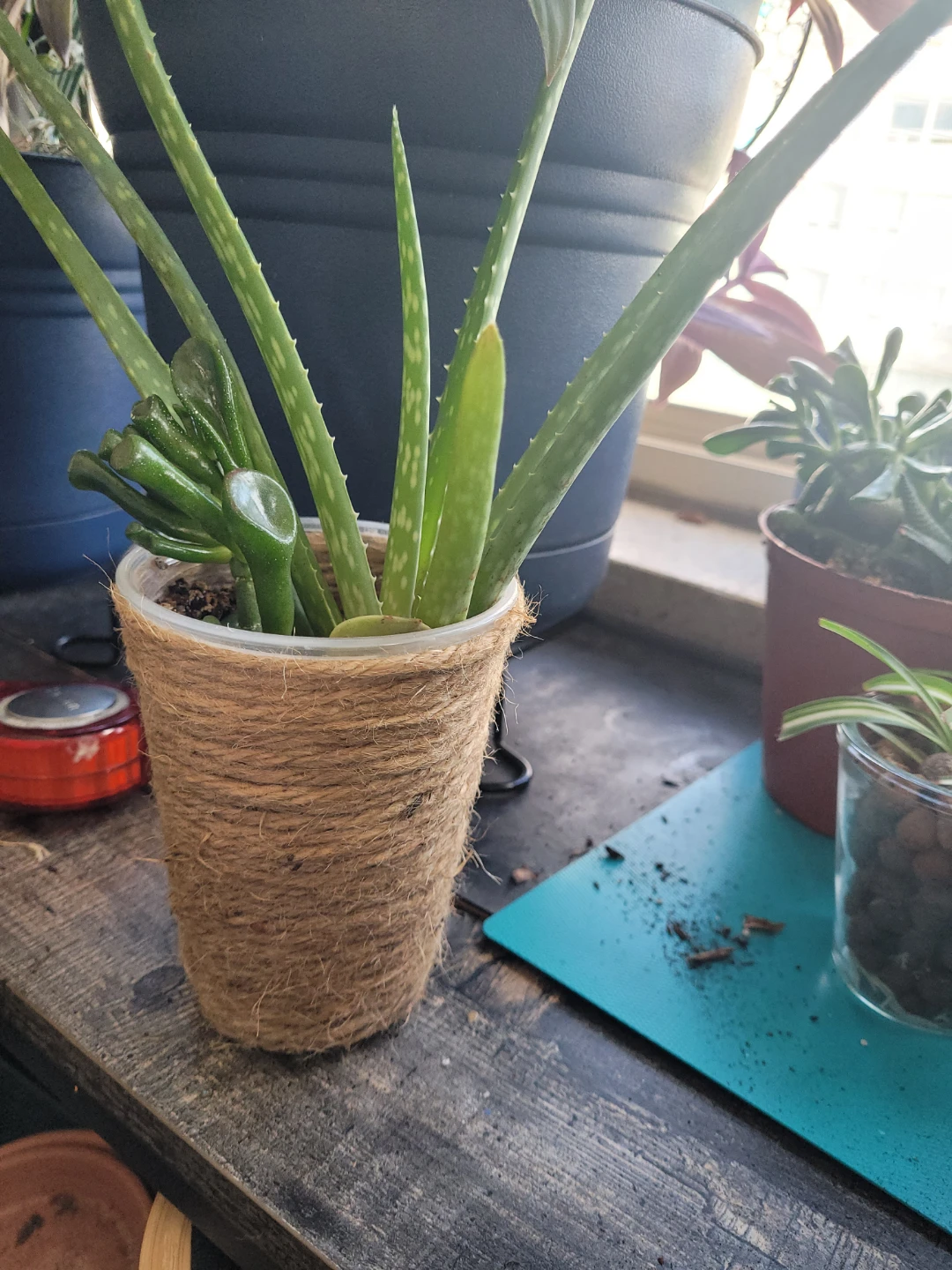 Aloe Vera Plant with Succulents