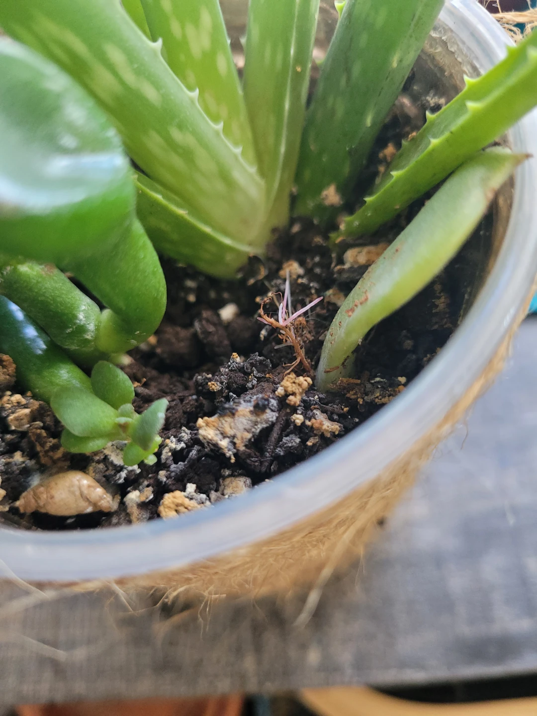 Aloe Vera Plant with Succulents - photo 2