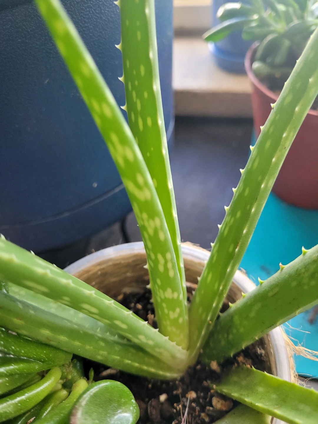 Aloe Vera Plant with Succulents - photo 3