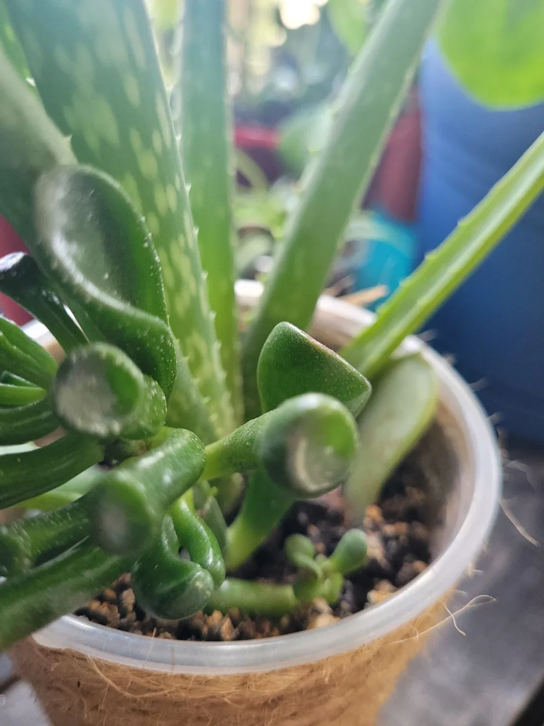 Aloe Vera Plant with Succulents - photo 4