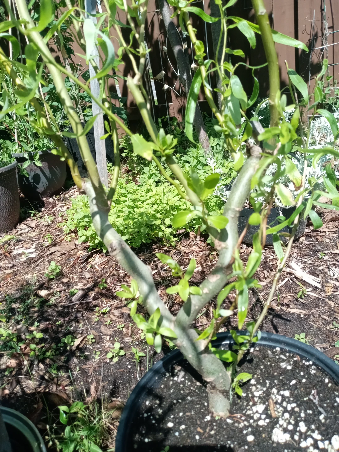 Corkscrew willow tree