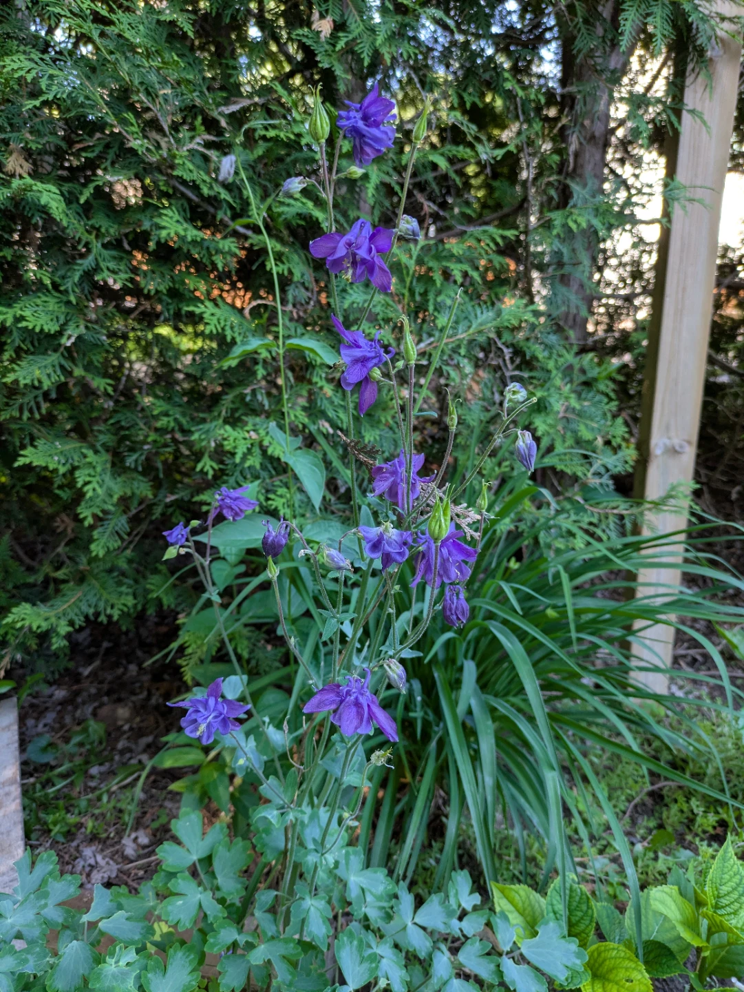 ⚽ Columbine plant with Purple flowers - photo 2