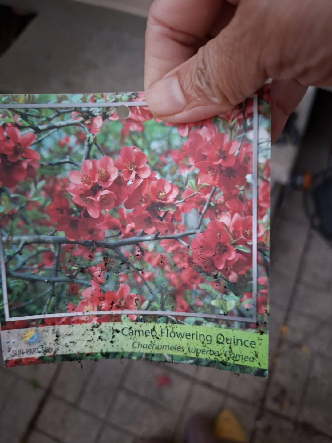 Cameo Flowering Quince Shrub