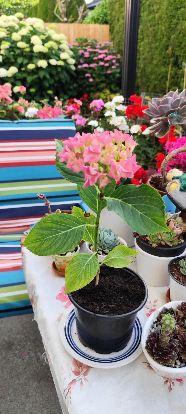 Pink Hydrangea Plant in Pot - photo 2