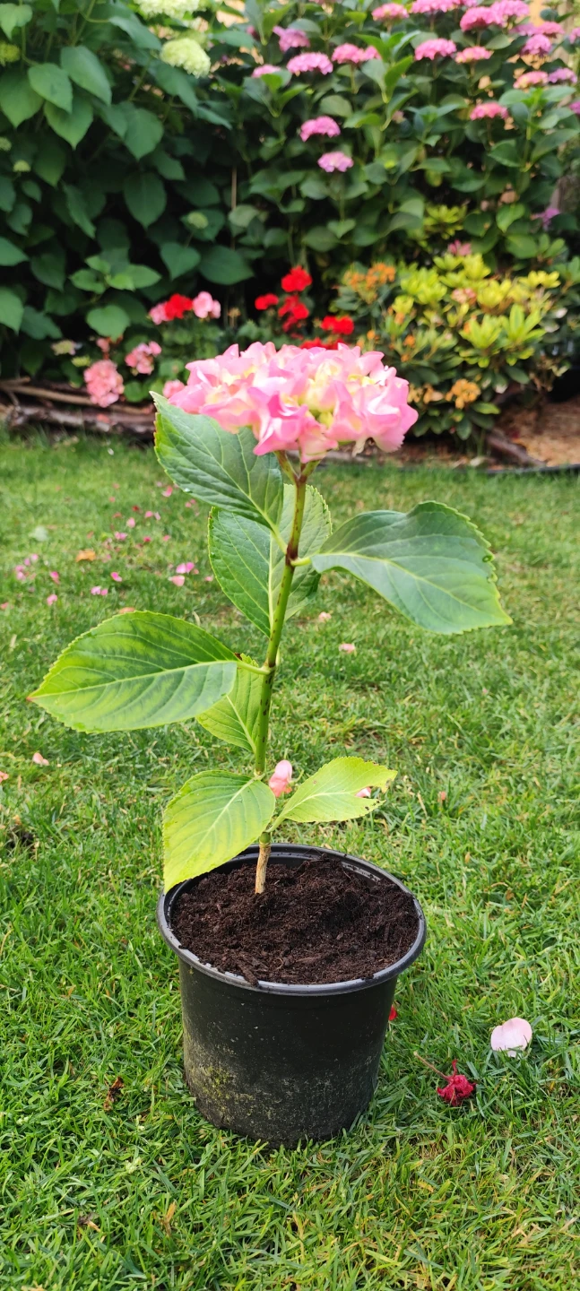 Pink Hydrangea Plant in Pot - photo 3