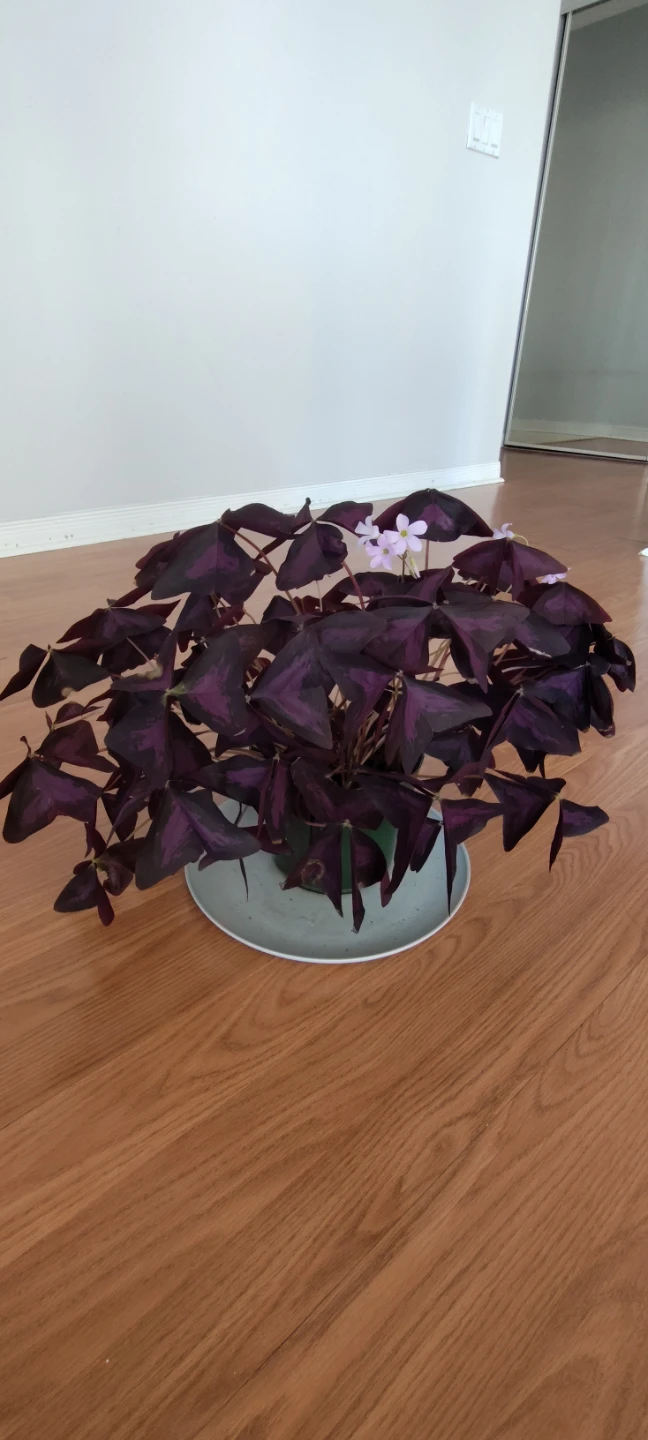 Beautiful Oxalis triangularis plant