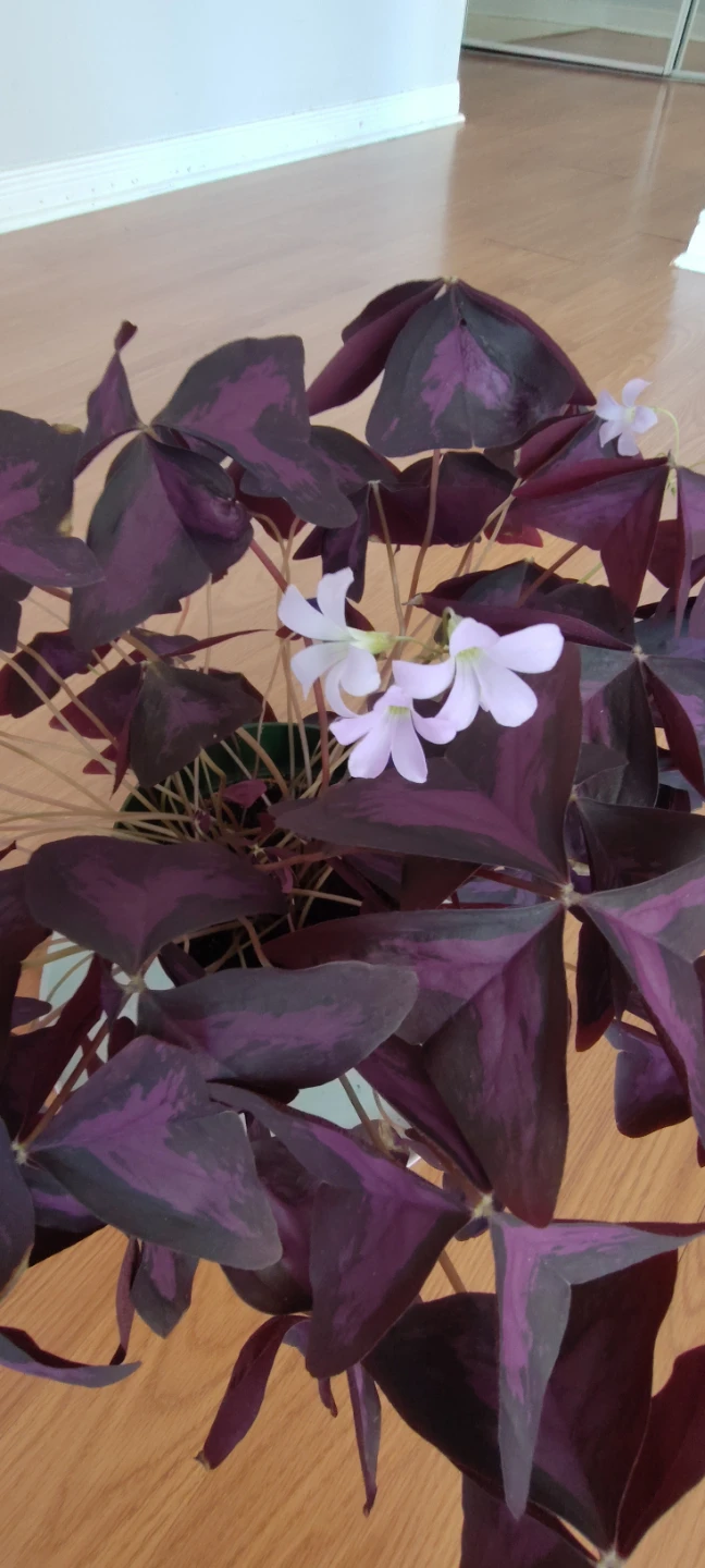 Beautiful Oxalis triangularis plant - photo 3
