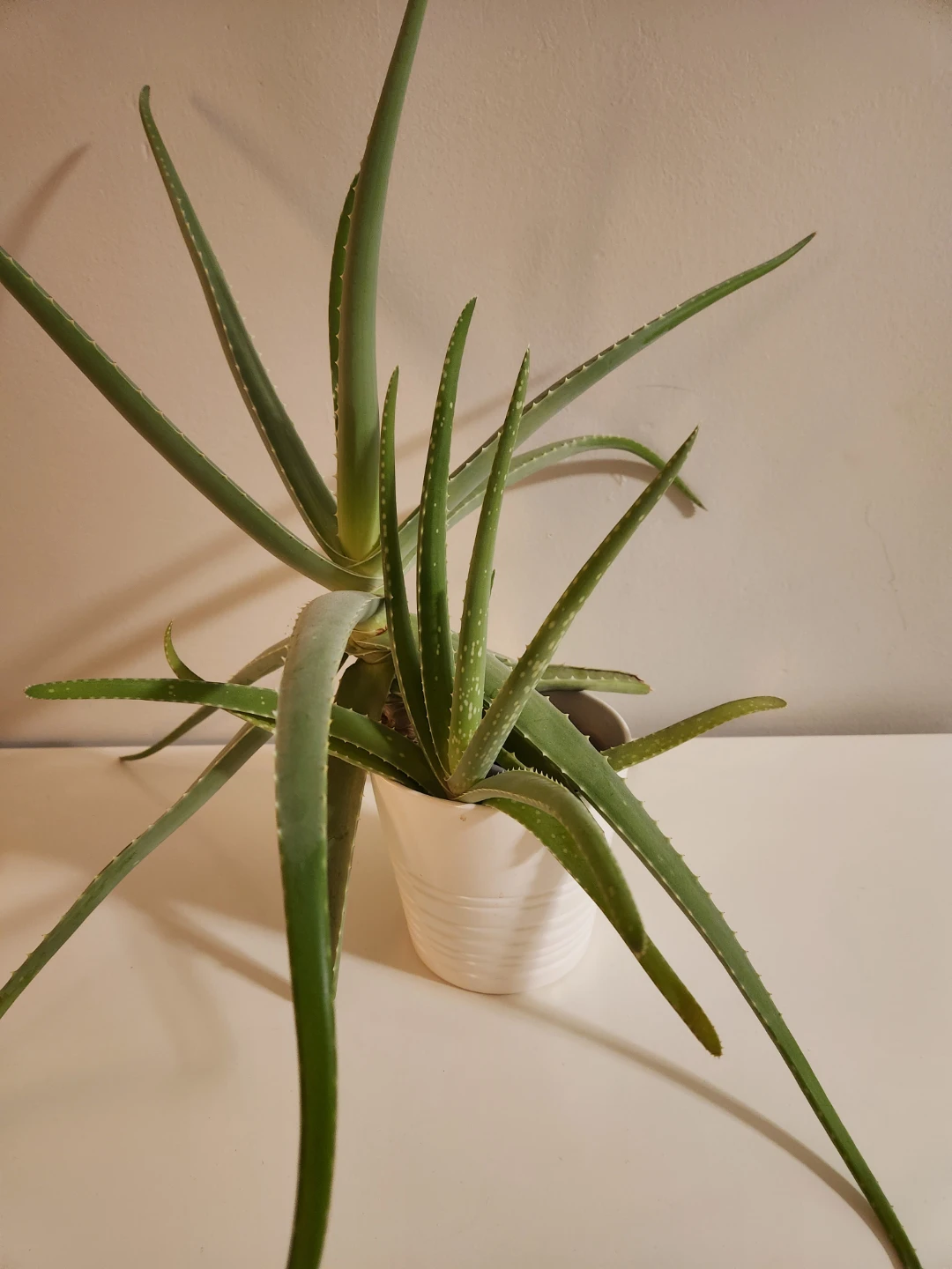 Aloe Vera Plant in White Pot