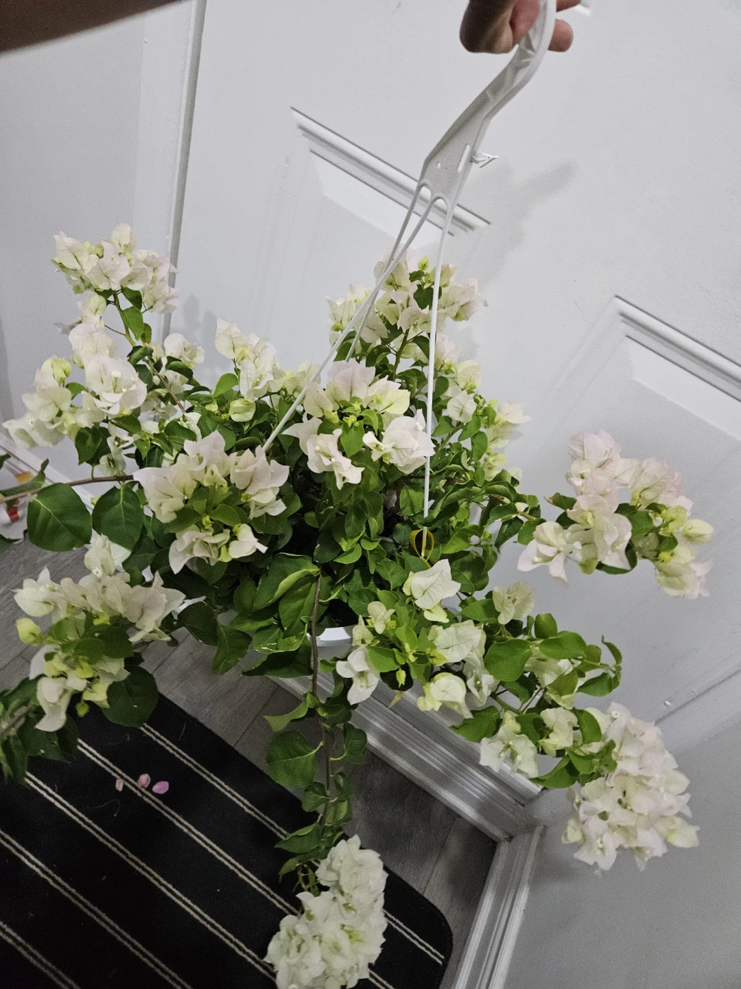 White Bougainvillea Hanging Plant⚽️ - photo 5