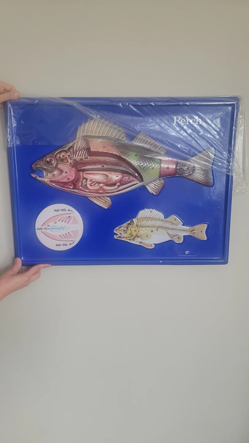 Scientific Perch 3D Fish Anatomy  Shows the typical bony .... - photo 2