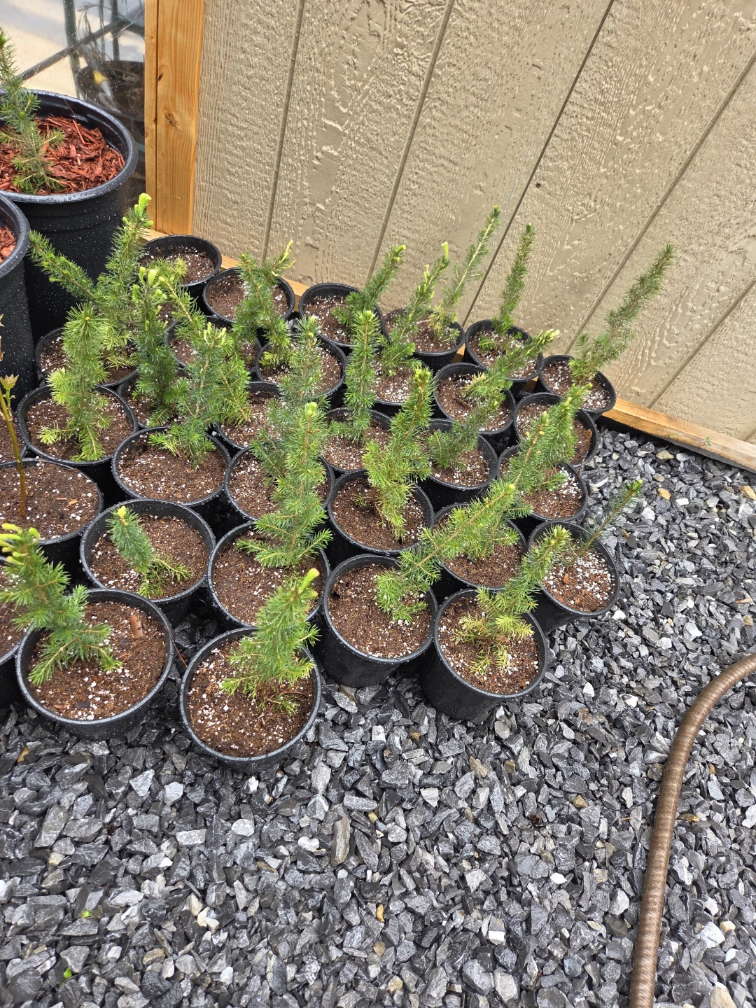 Young trees Plants in Pots