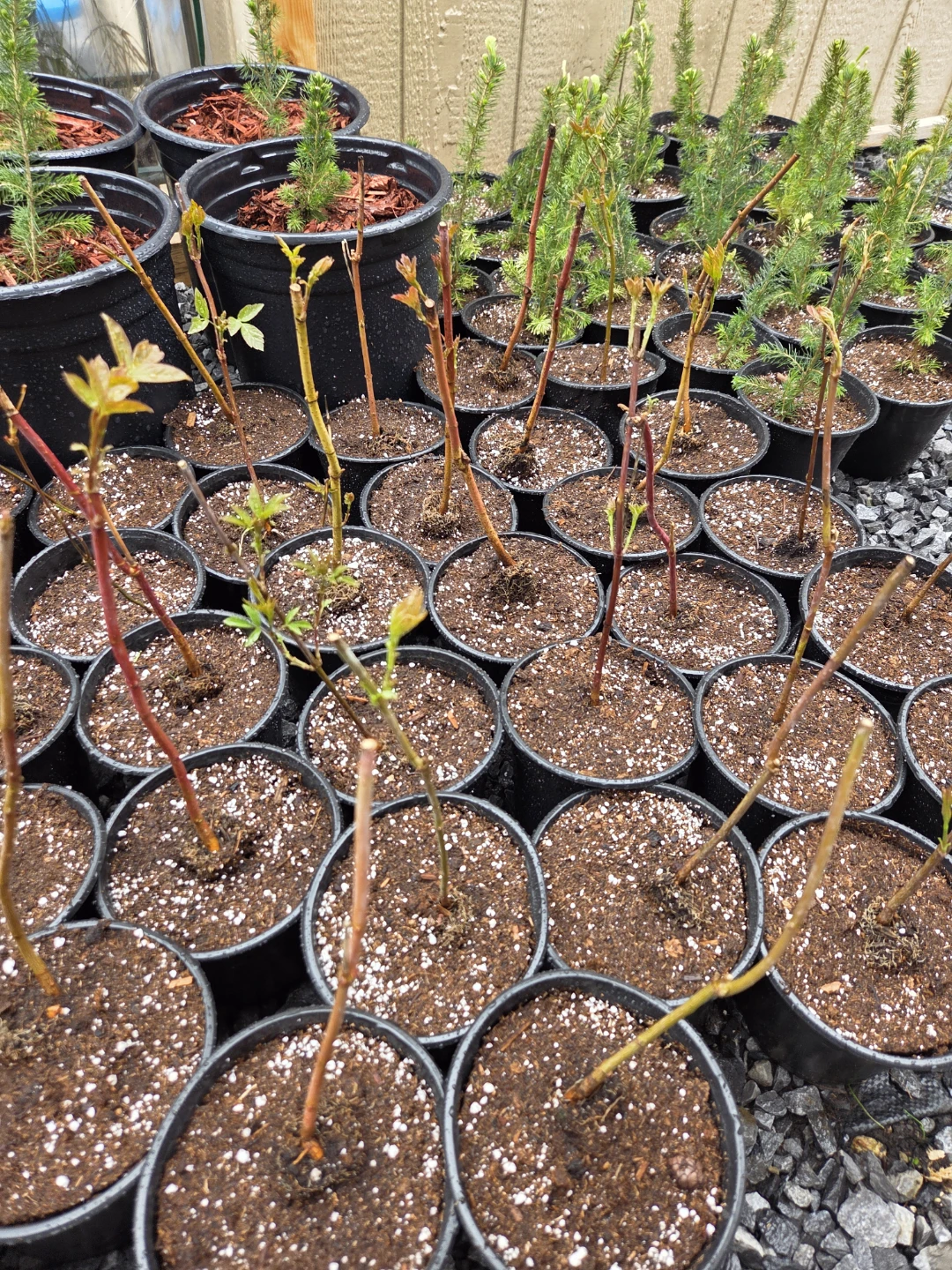 Young trees Plants in Pots - photo 2