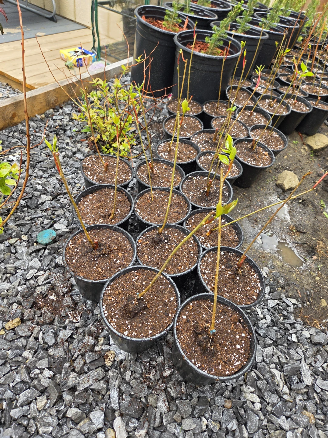 Young trees Plants in Pots - photo 3
