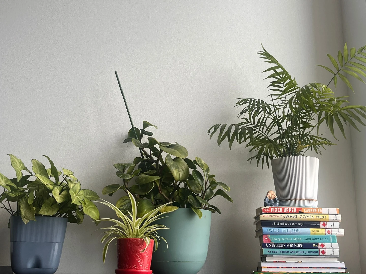 7 indoor Plants with Pots