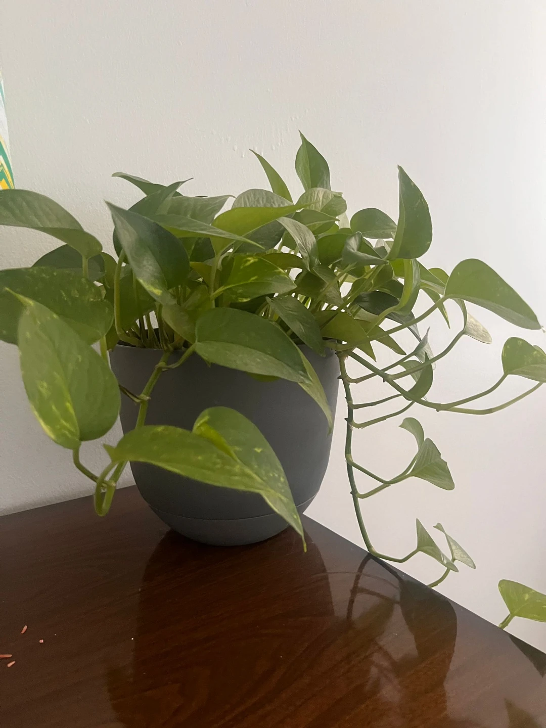 7 indoor Plants with Pots - photo 2