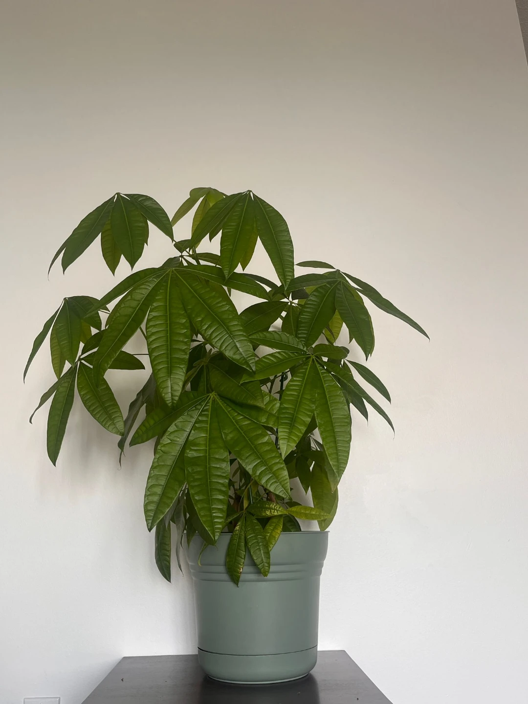 7 indoor Plants with Pots - photo 3