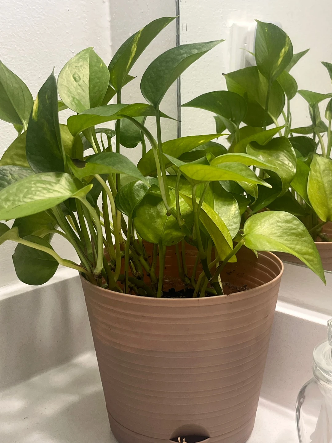 7 indoor Plants with Pots - photo 5