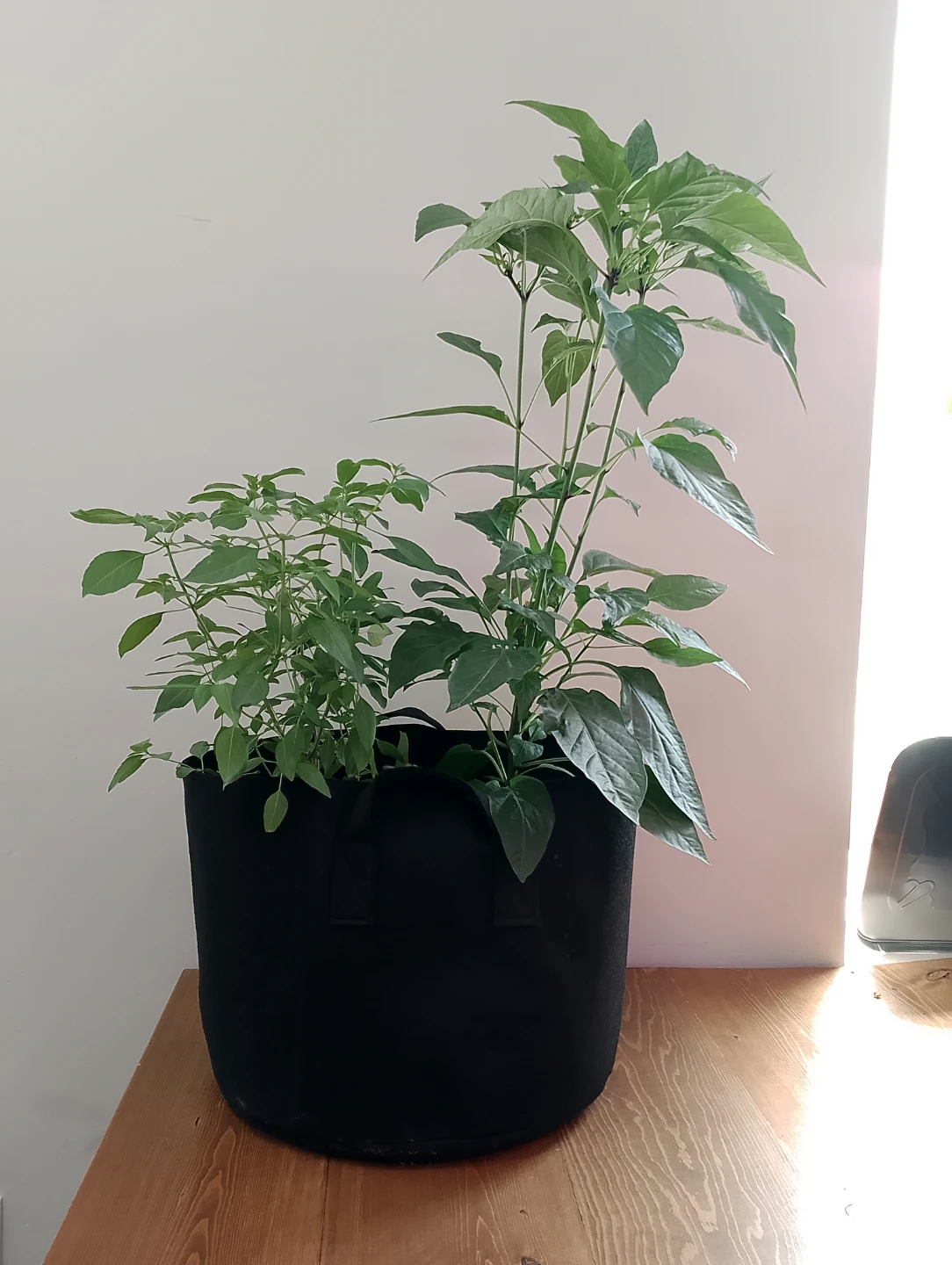 Grow Bag with Cayenne Pepper + Thai Basil + Garlic Chive