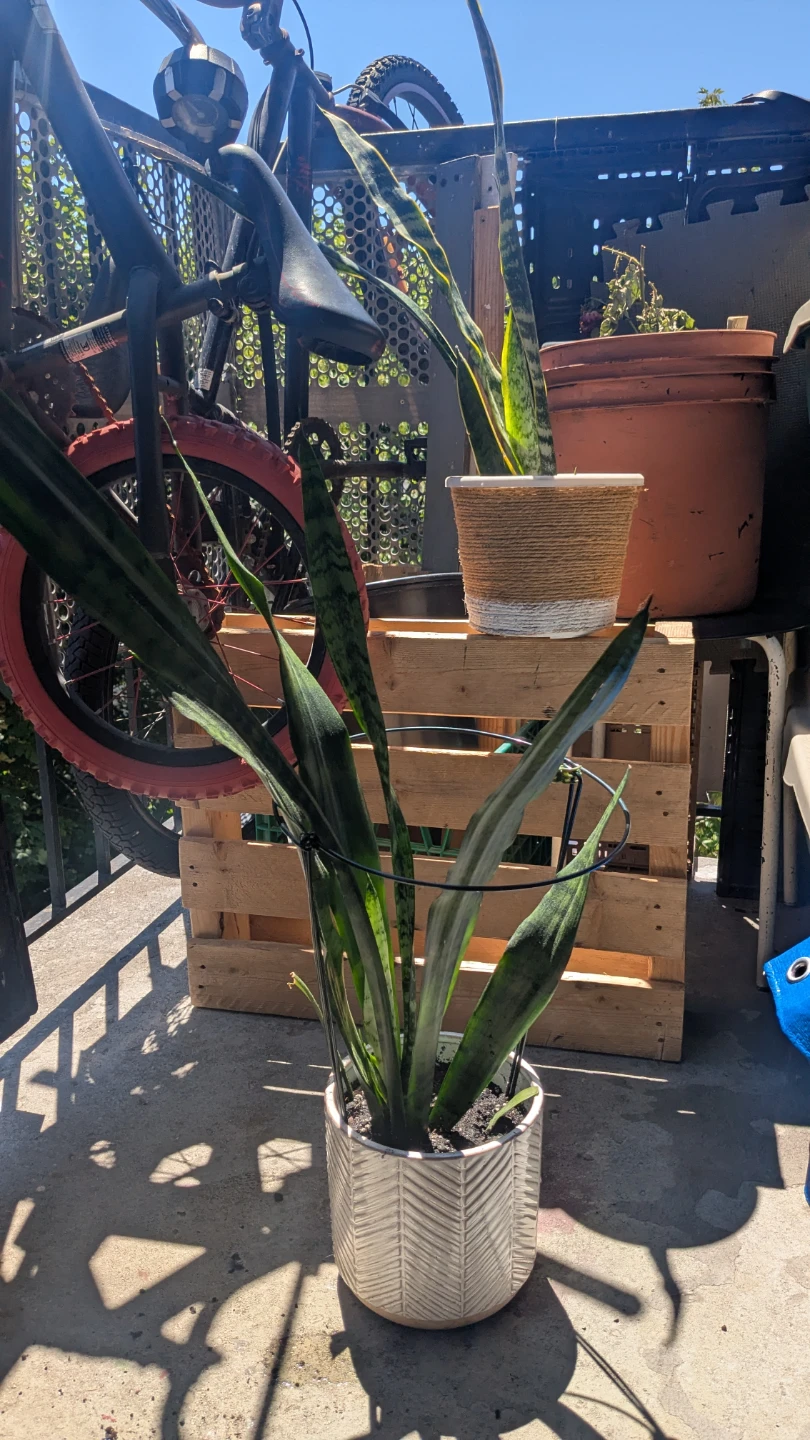 Snake Plant in Decorative Pot