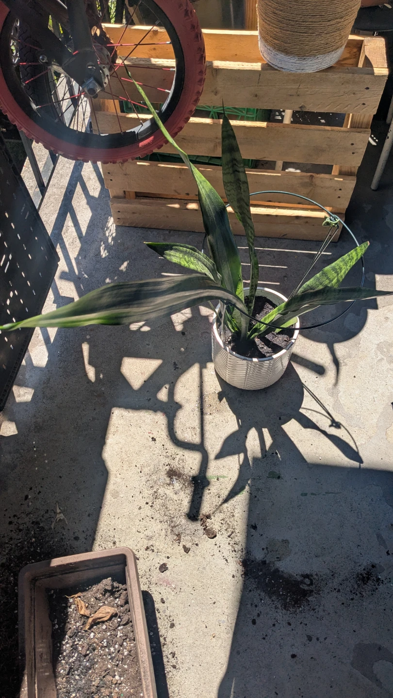 Snake Plant in Decorative Pot - photo 2