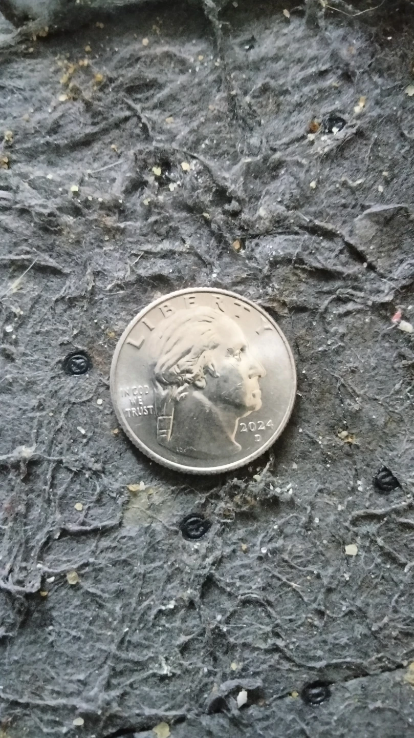 US Quarter Coin