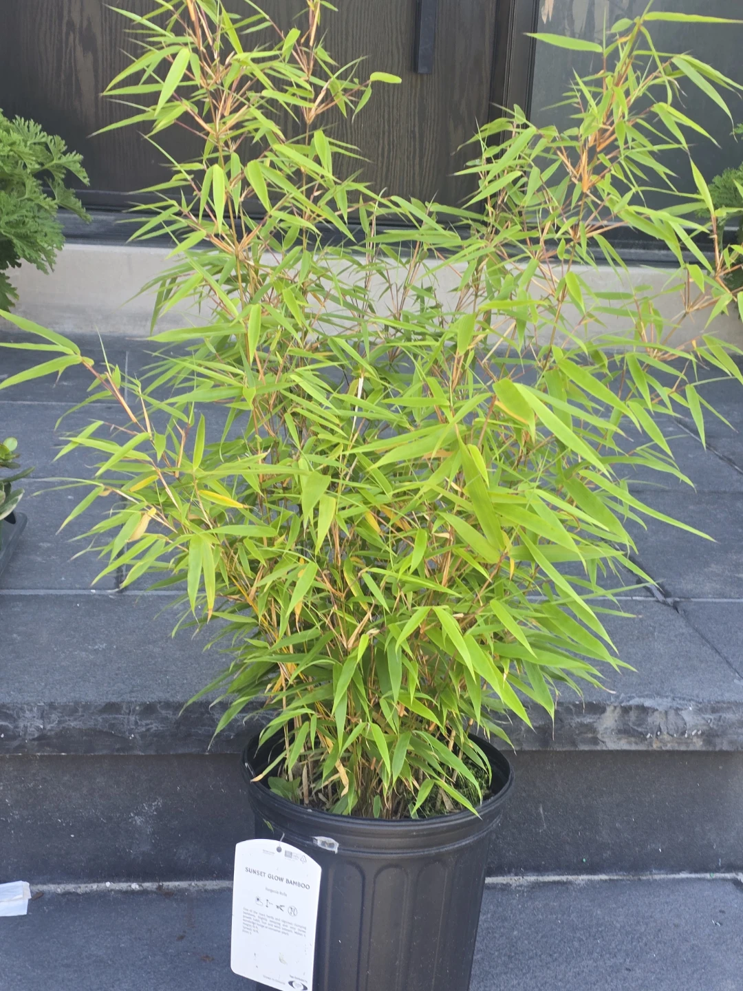 Sunset Glow Bamboo Plant - Fargesia Rufa - photo 2