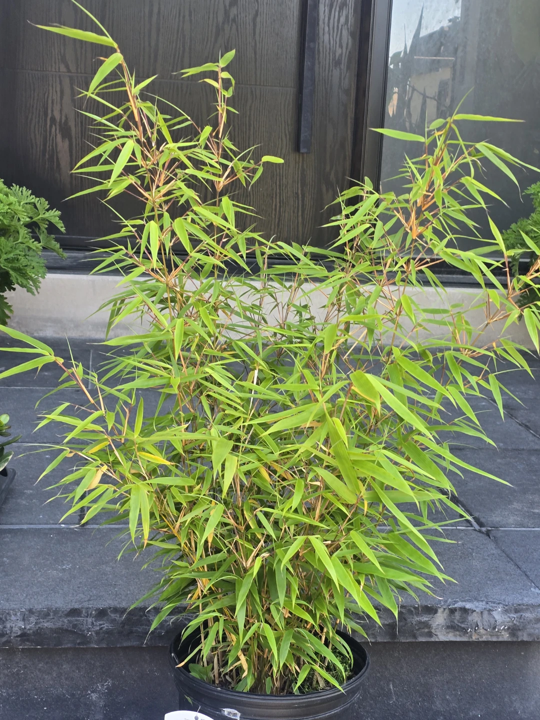 Sunset Glow Bamboo Plant - Fargesia Rufa - photo 3