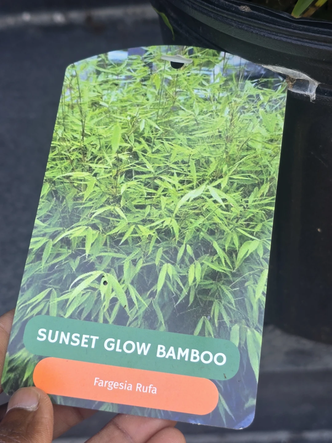 Sunset Glow Bamboo Plant - Fargesia Rufa - photo 4