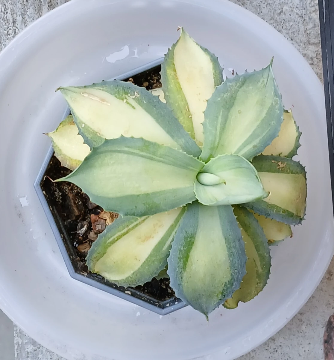 Agave isthmensis ‘Rum Runner’ plant