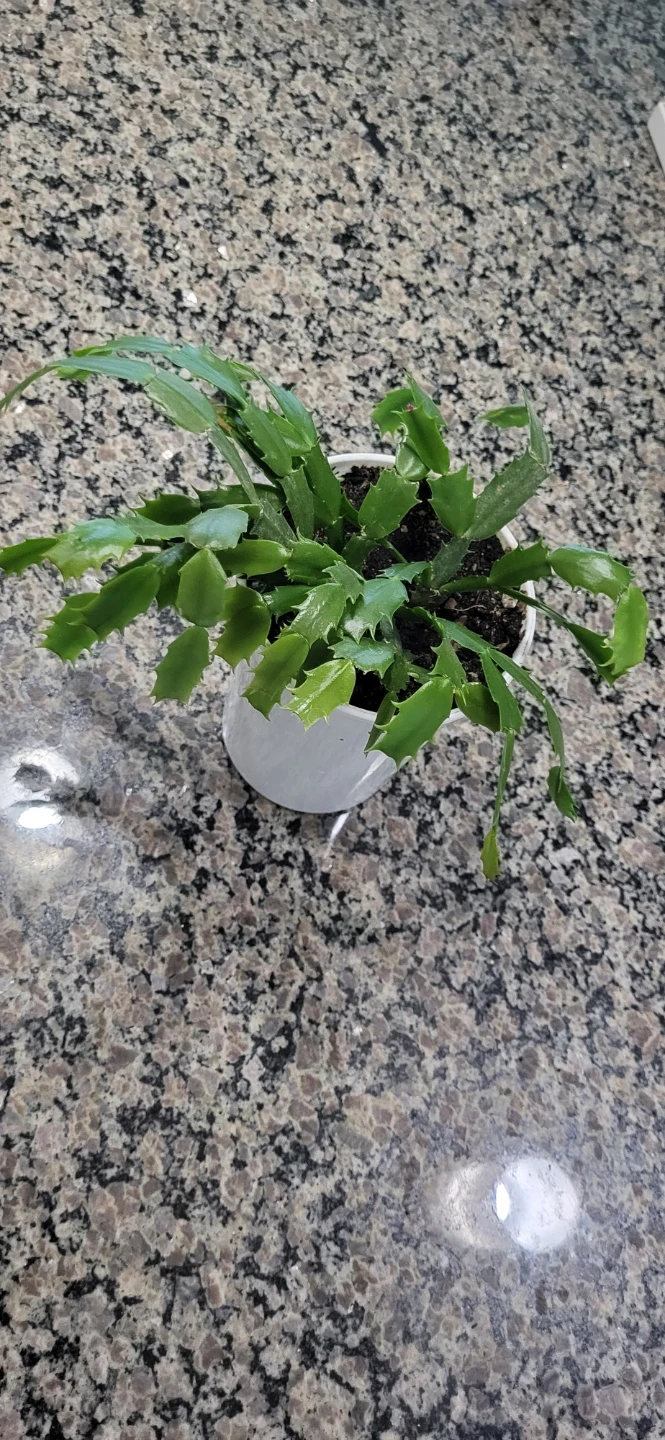 Pink Christmas cactus