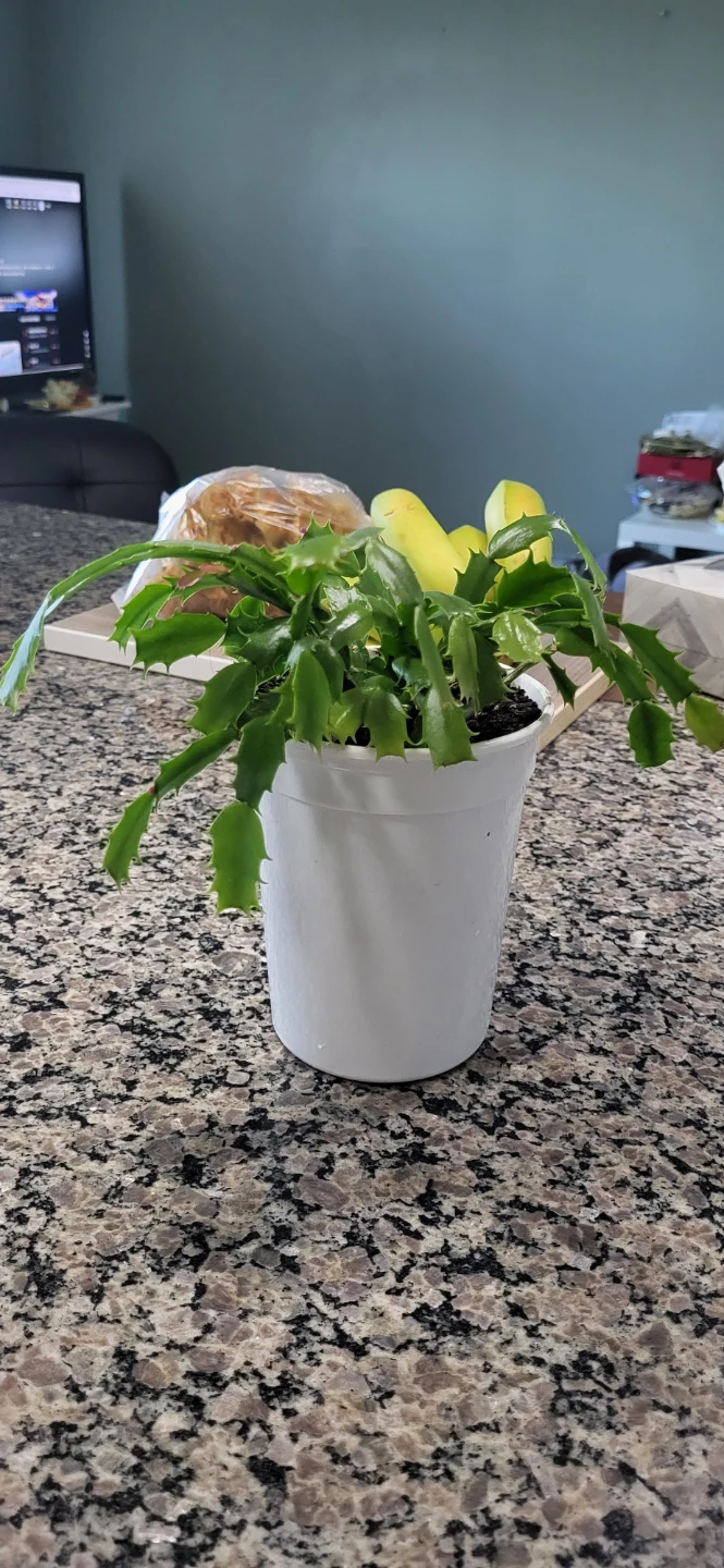Pink Christmas cactus - photo 2