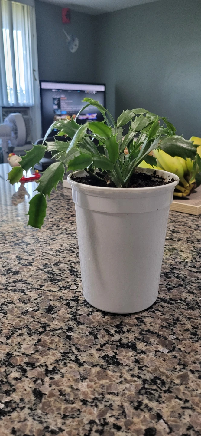 Pink Christmas cactus - photo 4