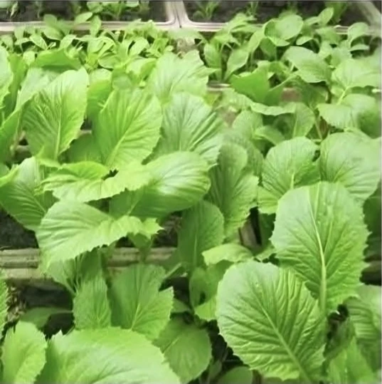 Seeds For Sale - photo 4