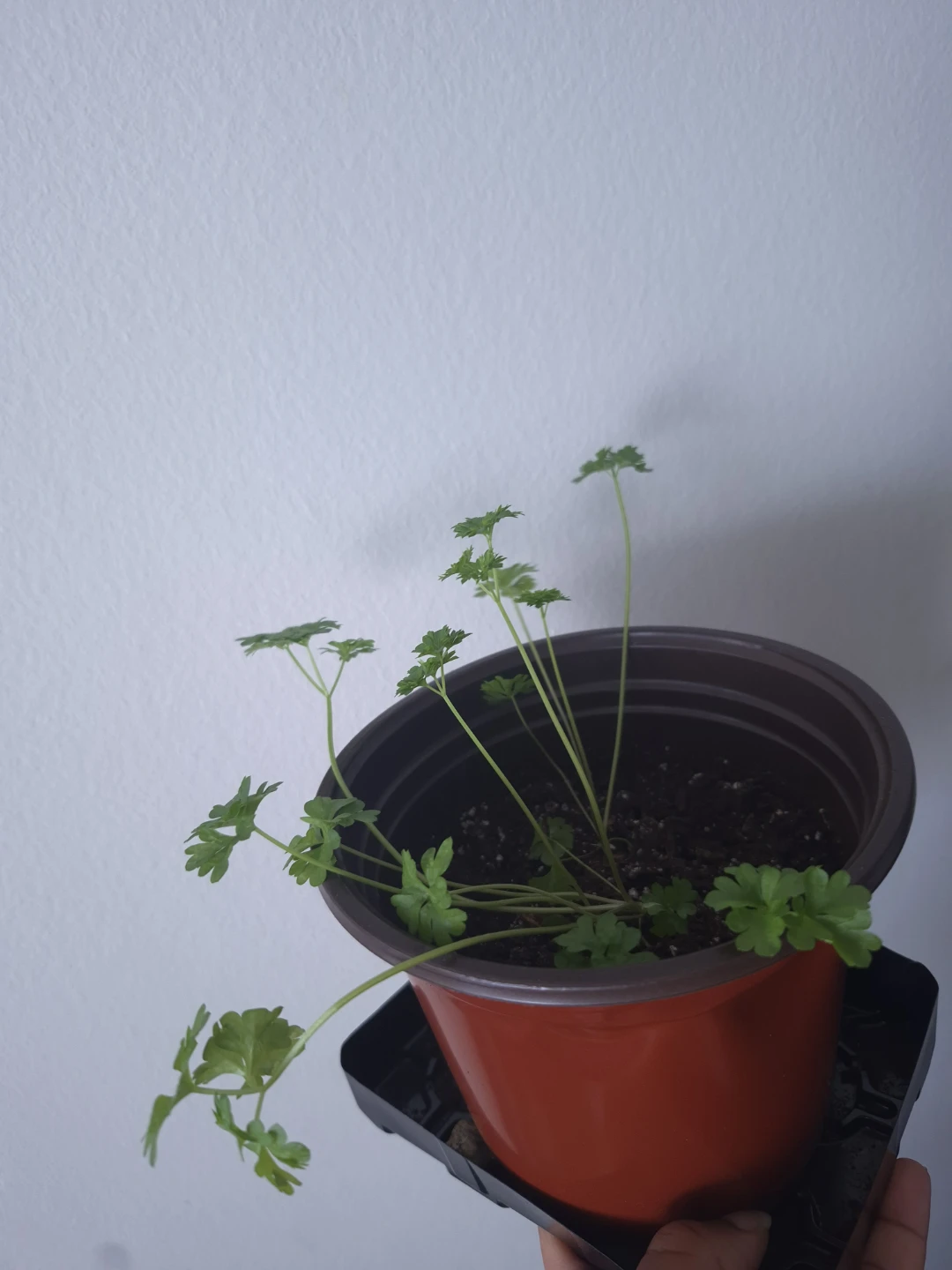 Parsely Herbs - photo 3