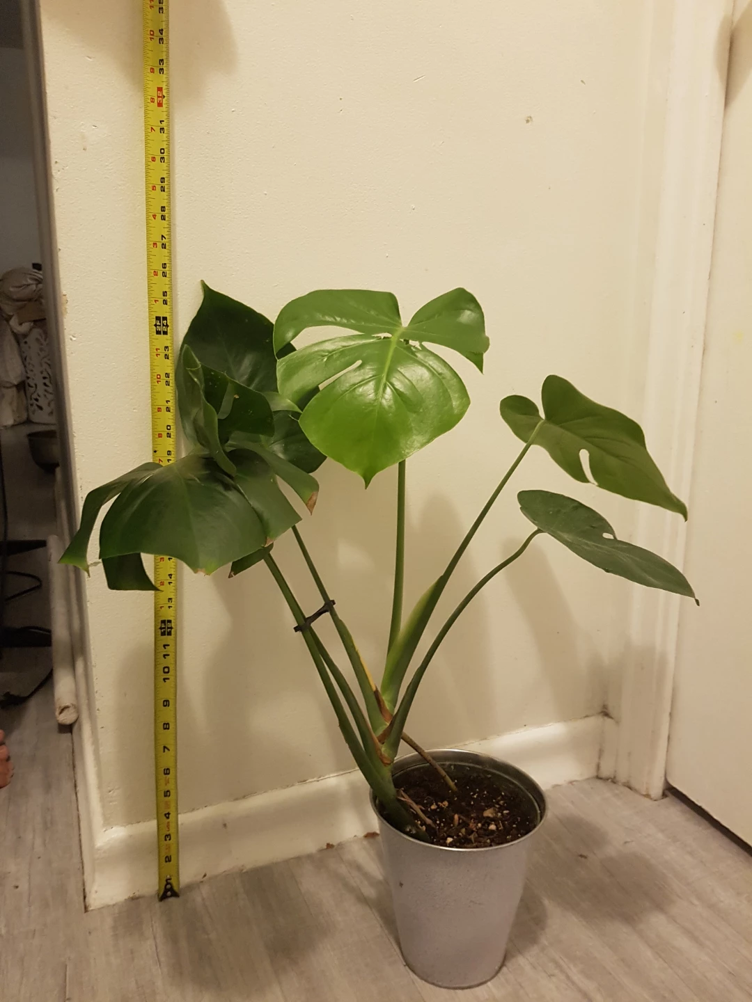 Monstera Plant
