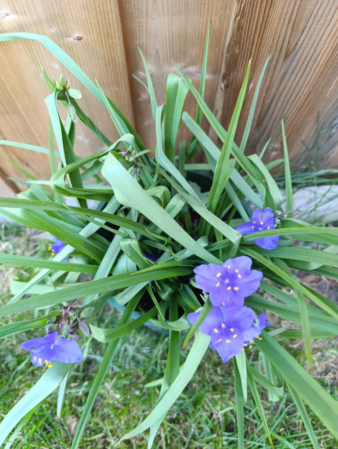 Spiderwort Plant in 2 GL Pot - photo 2