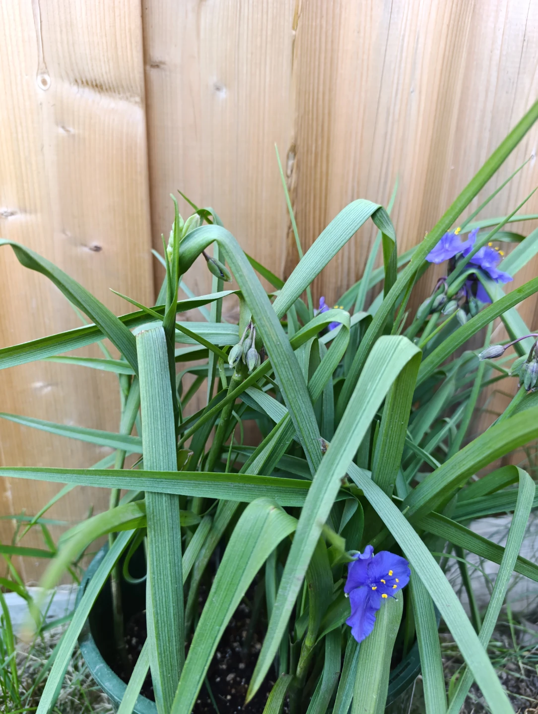 Spiderwort Plant in 2 GL Pot - photo 4