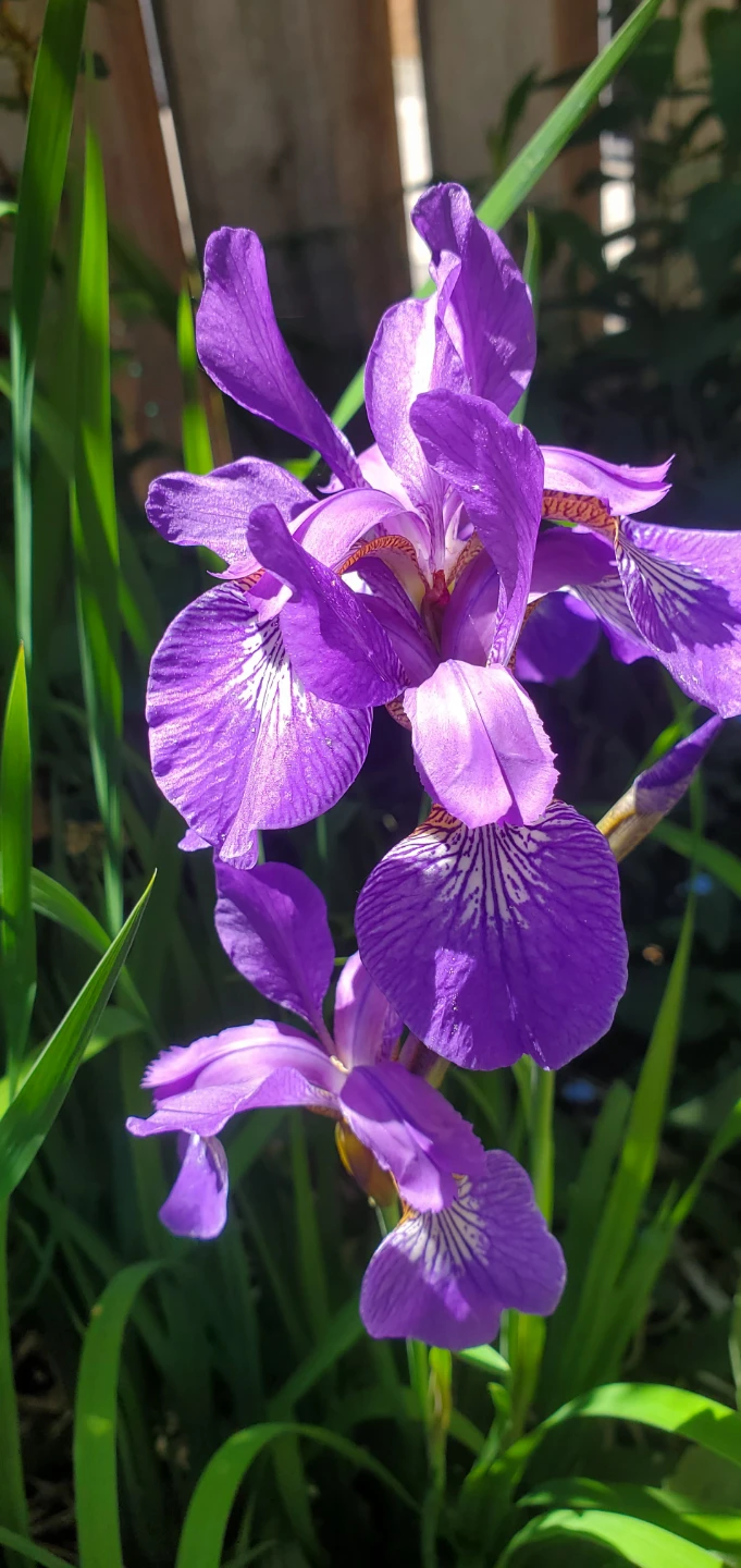Iris Sibirica