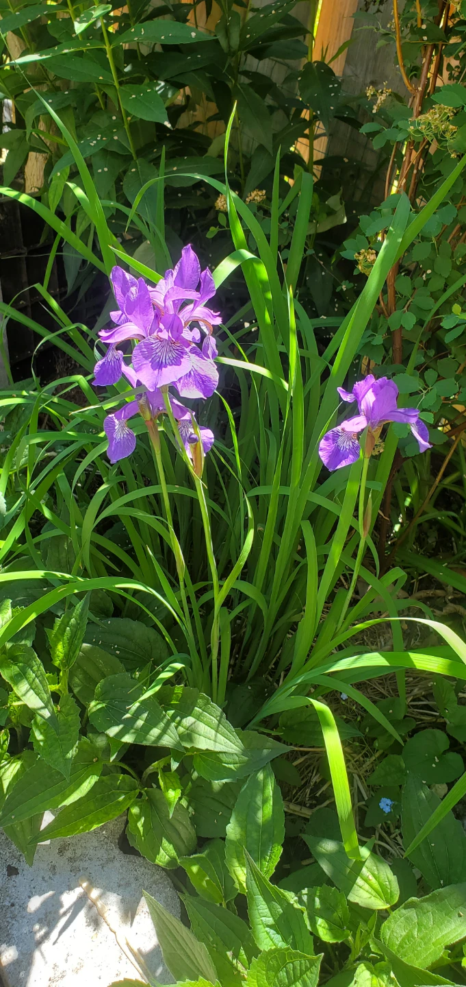 Iris Sibirica - photo 2