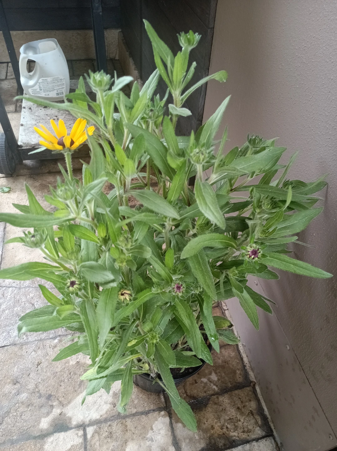 Black-Eyed Susan Plant - photo 2