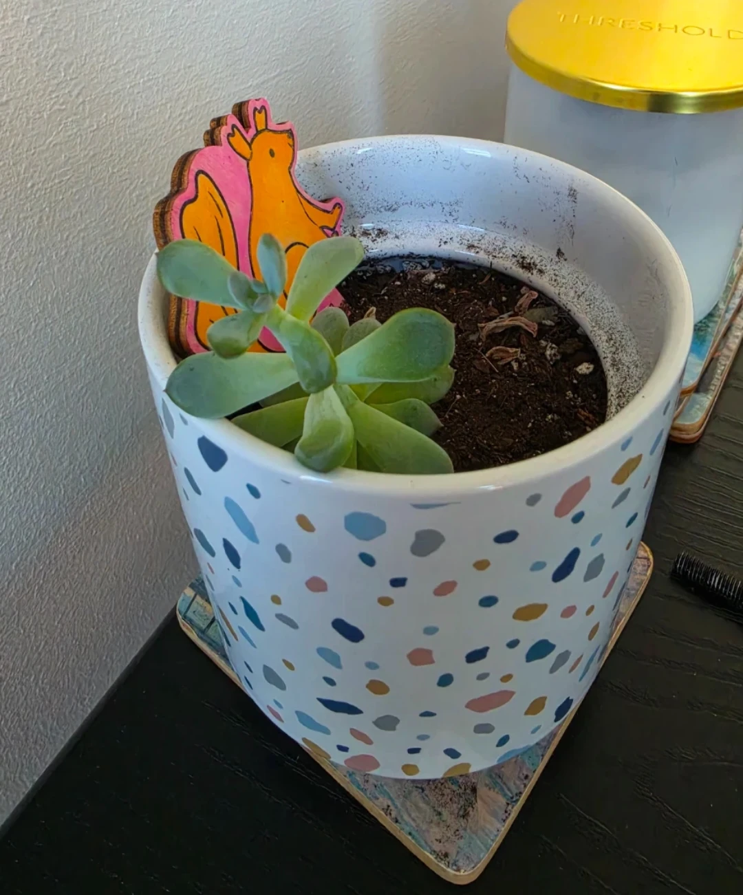 Echeveria succulent plant